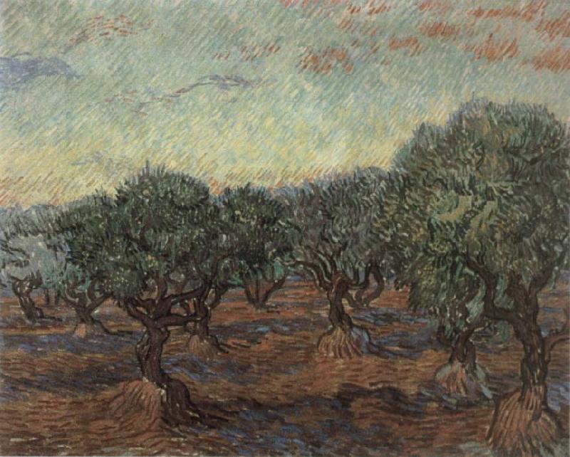 Vincent Van Gogh Olive Orchard,Saint-Remy oil painting picture